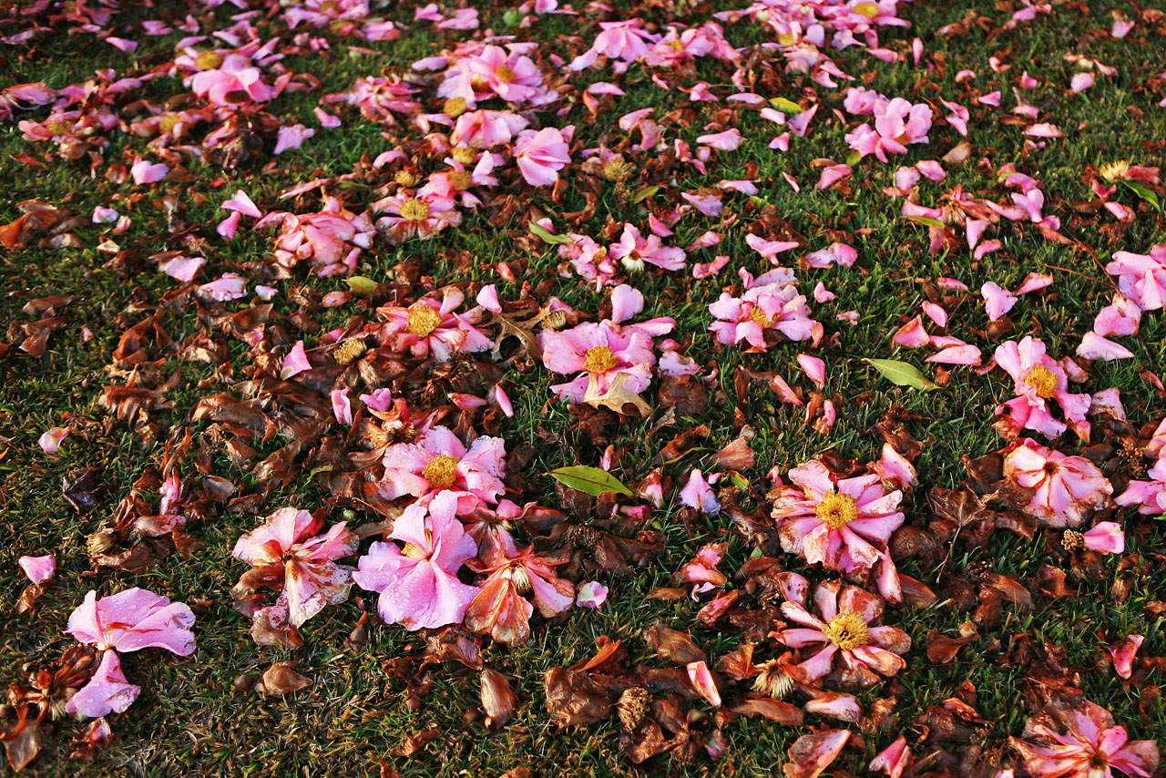 大洋洲的澳大利亚和新西兰,大洋洲新西兰美丽的大城市