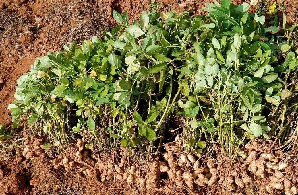 紧急提醒这些人务必第一时间就诊,紧急通知全员归队