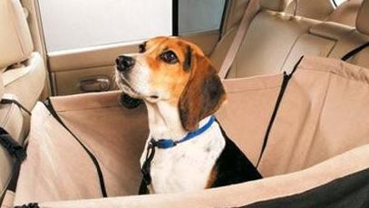 带狗狗旅行需要准备什么,带狗狗去旅行要注意什么