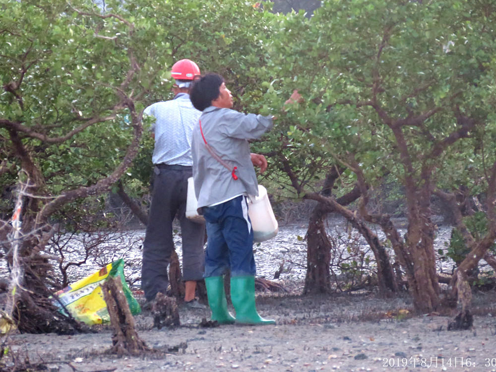 痛心！北海红树林不设防，任你踩任你挖