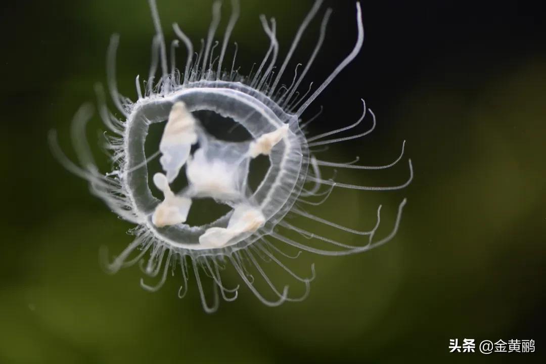 为什么云南女人长相好看,云南真的很漂亮吗