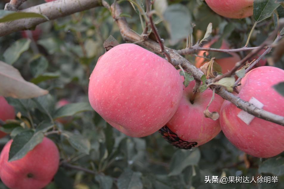 苹果黑点防治最好的是什么药,苹果黑点病用啥药防治