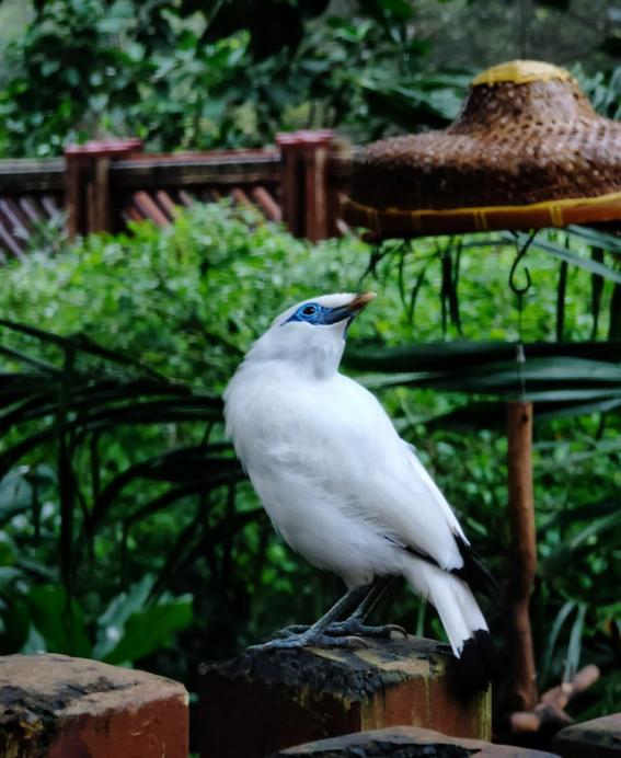 opporeno10倍变焦版拍照功能详解,opporeno十倍变焦版手机对比拍照