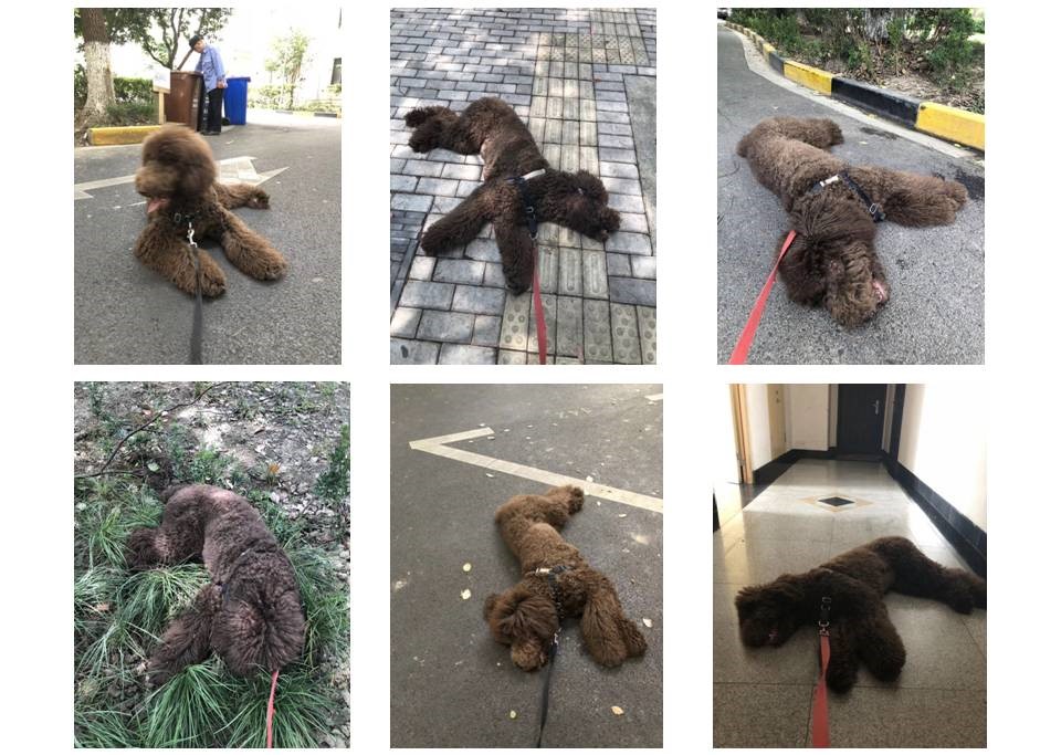 一条狗的回家之路！黄小喵学“SIT创新”5、除法创新策略