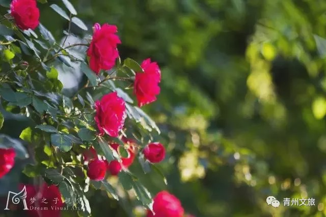 花满青州——初夏清浅微风起，蔷薇月季满城香