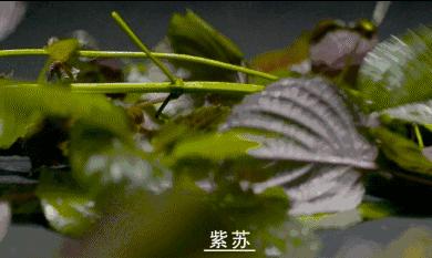 新一轮雨水预计上线时间,新一轮的雨水是从哪里来的