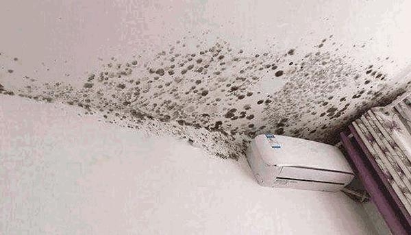 如何处理墙壁霉菌的方法,墙面霉菌不再扩大是不是霉菌死了