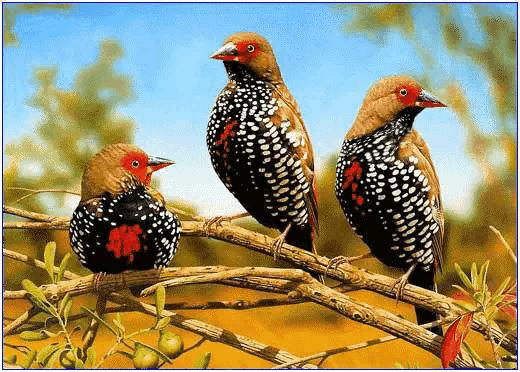 大自然山水花鸟大全,回归自然山水花鸟