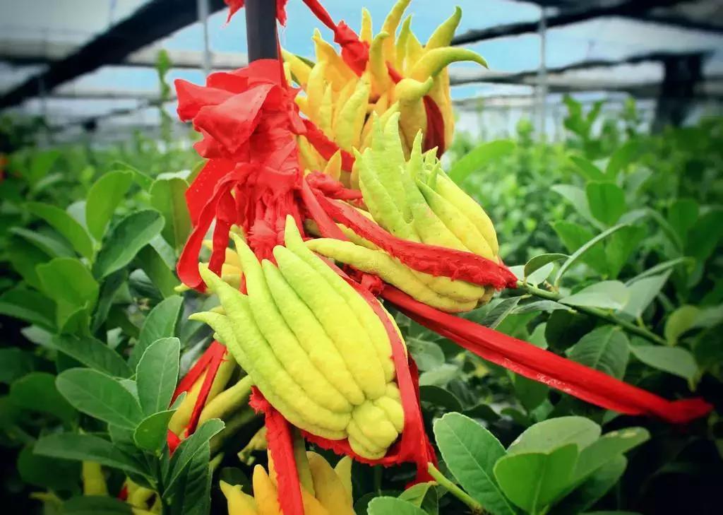 冬季助眠好养的花,什么花最好养又有助睡眠