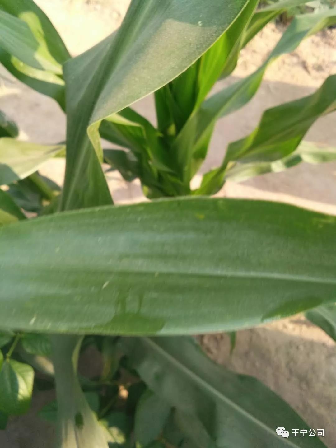 玉米上的虫害打什么药,玉米虫害防治口诀谚语