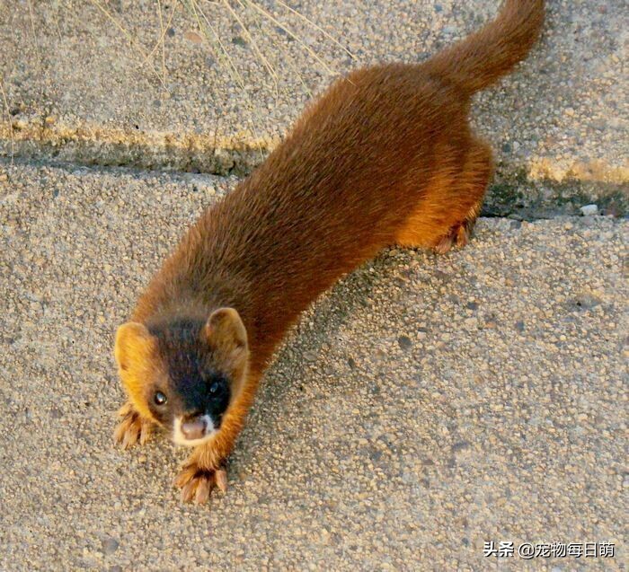 农村养了一种奇怪的鸡,农村养鸡最怕什么动物