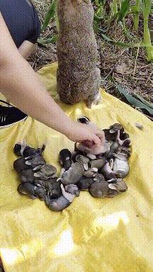 搞笑gif狗子我为这个家操碎了心,搞笑gif图片狗子都开始学坏了