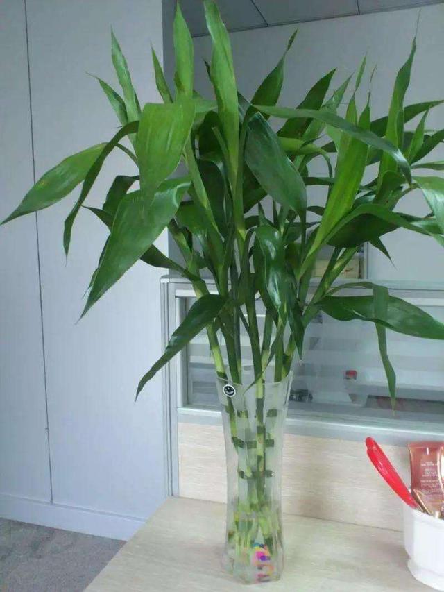 水培植物长青苔怎么处理,水培植物长青苔怎么用药物去除