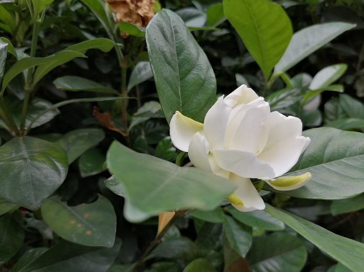 栀子花怎么养花骨朵才多,栀子花要怎么养才能把它养好