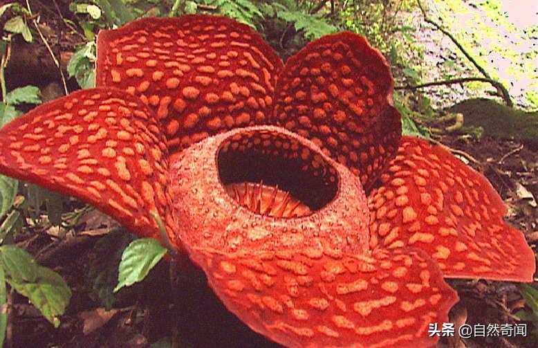 亚马逊十大凶猛植物,巴西亚马逊热带雨林动植物