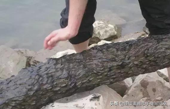 东方神木阴沉木传统乌木,阴沉木乌木手串怎么鉴别