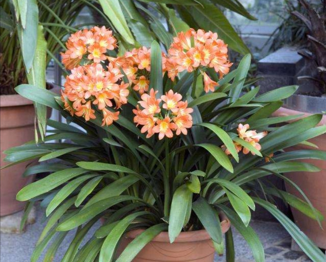 君子兰从孕蕾到开花需要多长时间,君子兰从出现孕肚到开花要多久