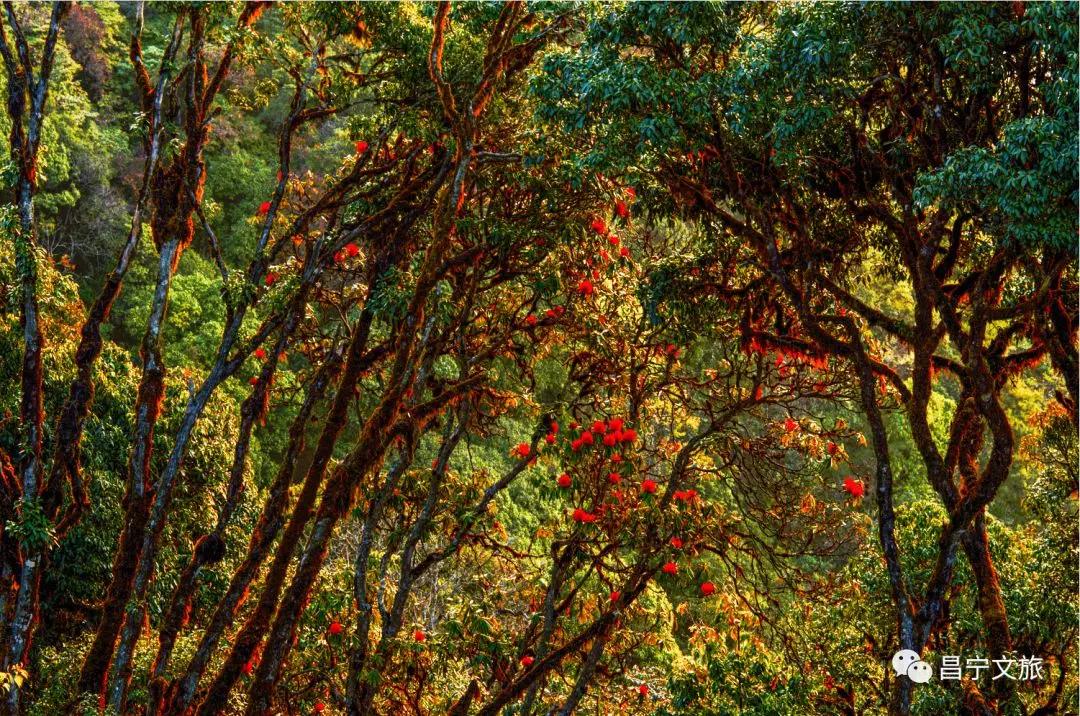 澜沧江梅里大峡谷景观,澜沧江大峡谷美景