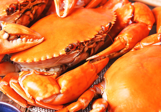 青蟹老蟹和新蟹哪个好吃,青蟹和膏蟹的区别在哪里