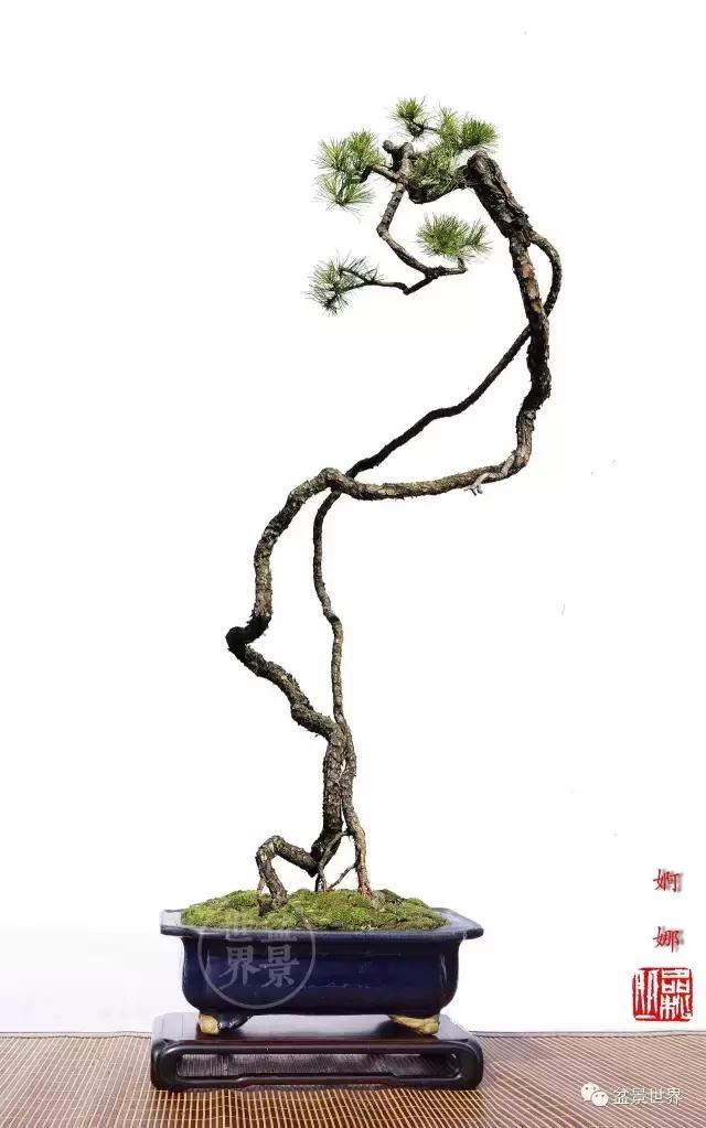 翠鸟根艺石头盆景艺术分享,奇形怪状极品根艺盆景图片