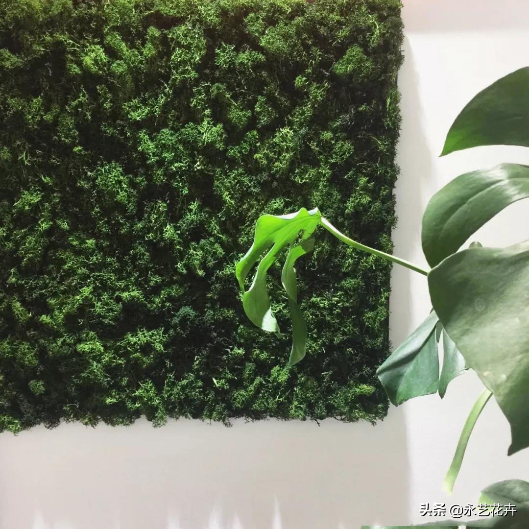 永生苔藓墙多少钱一平方,永生苔藓仿真植物墙