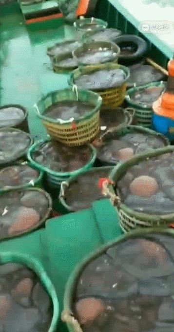 海蜇旺发！出海回来满满一船，一天收入2—3万元
