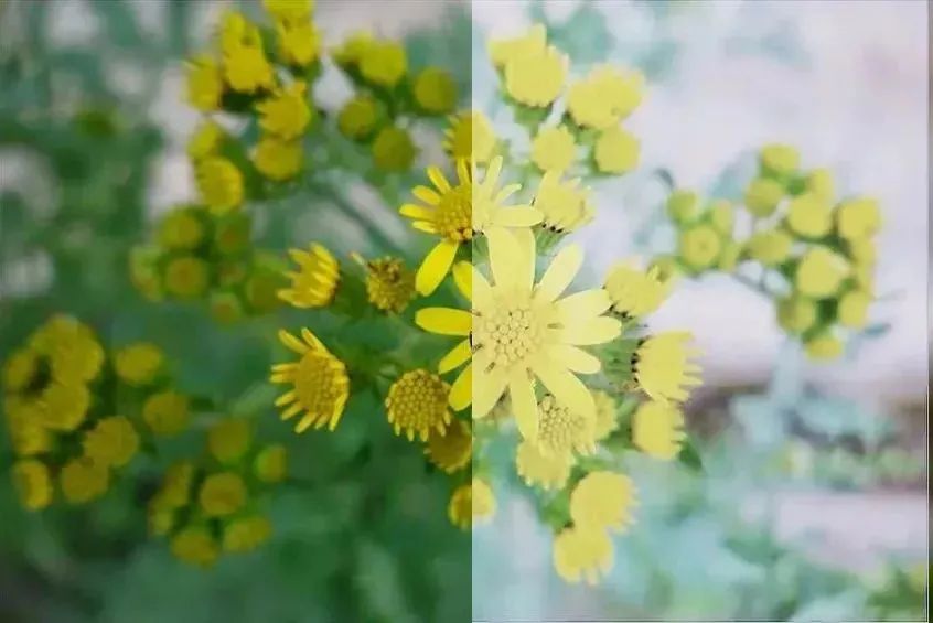 snapseed修图入门,snapseed手机修图入门课程第一讲