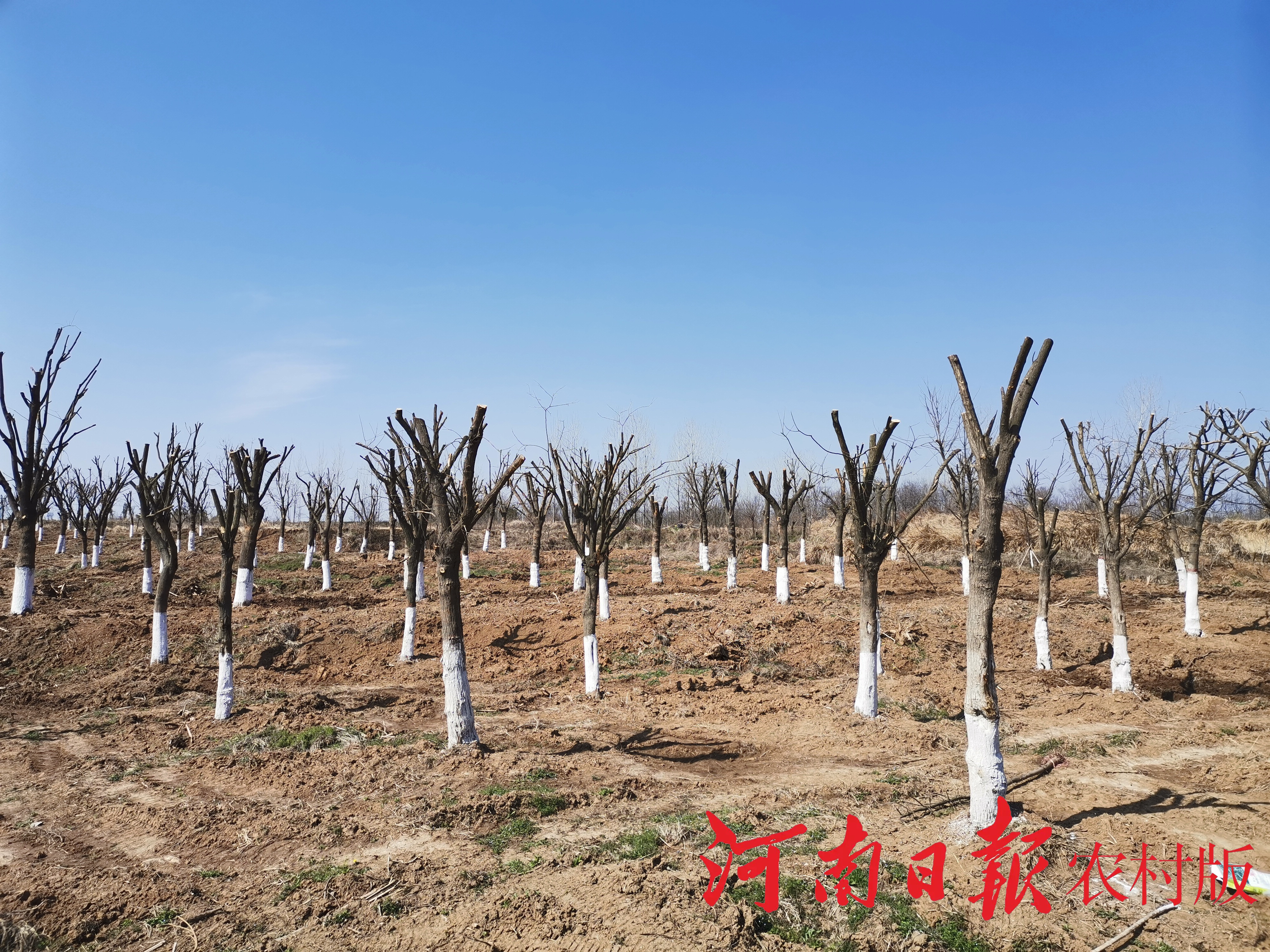 防疫不松劲生产不停步,合阳县王村镇防疫春耕两不误