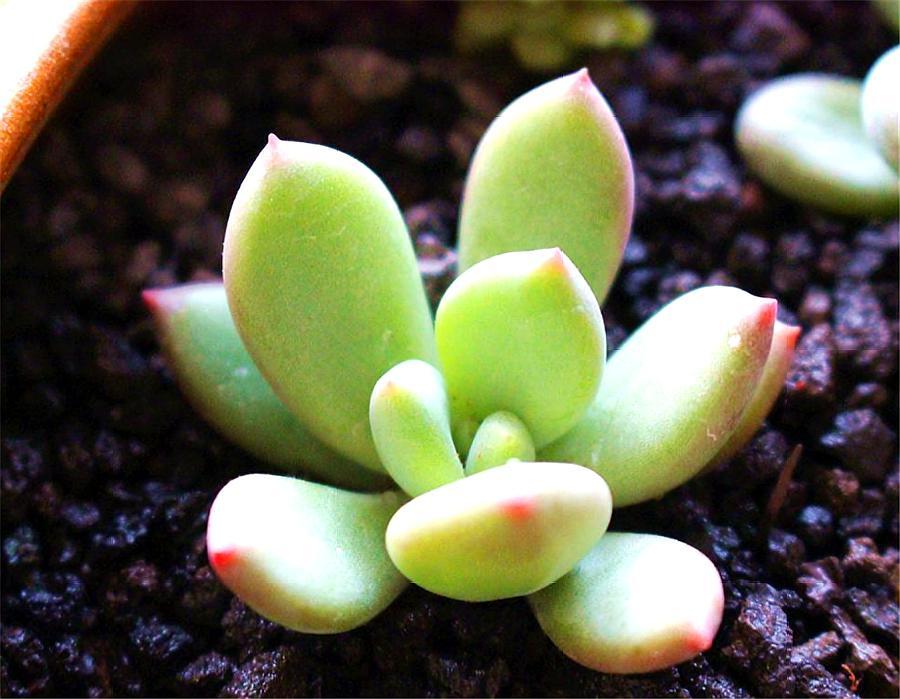 多肉四大美人图片,多肉四大美人长什么样子