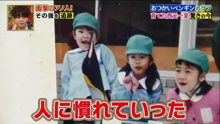 去世的企鹅复活,死去的企鹅