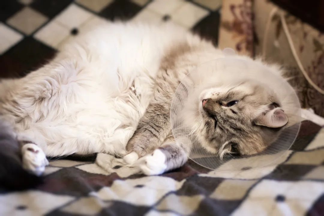 猫咪割了蛋为什么很活泼,猫怎么那么可爱呢