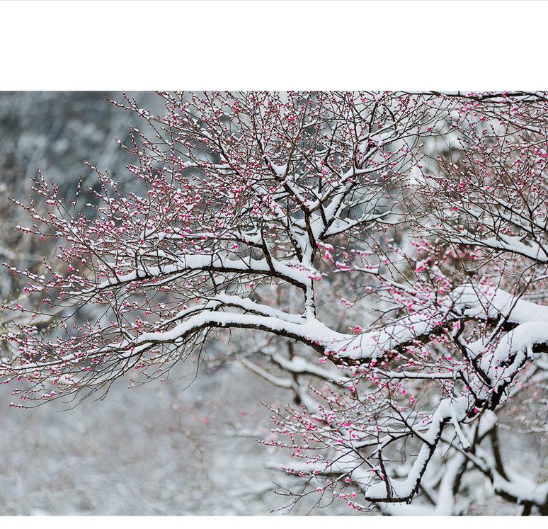 招财富贵花有哪些,高级富贵花给人带来吉祥好运