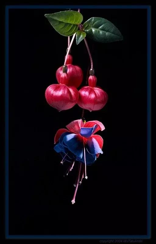 惊艳倒挂金钟,惊艳倒挂金钟图片