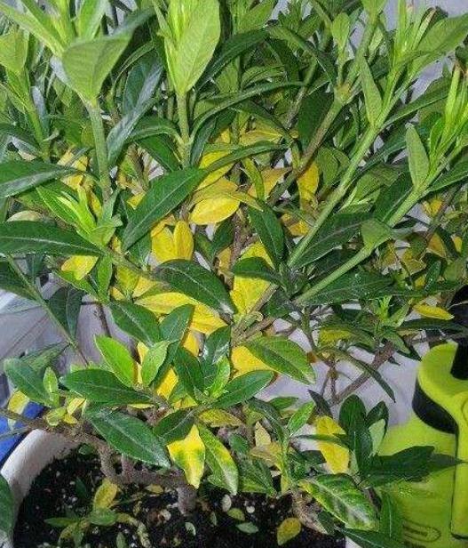 栀子花持续黄叶的原因及处理方法,栀子花黄叶的原因及其处理方法