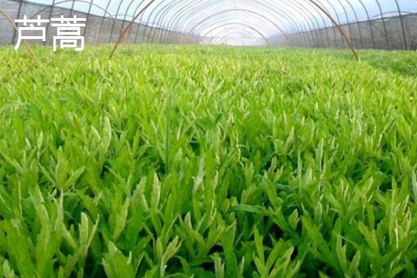 种植野菜的前景,大棚种植的野菜有哪些