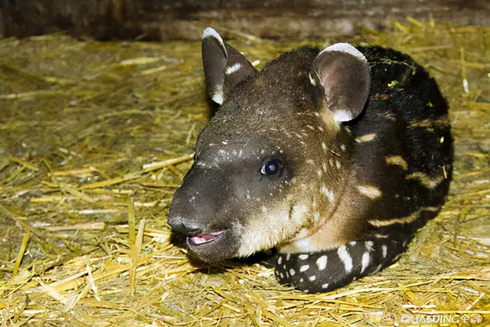 10大长相比较奇怪的动物,你认识多少种长相奇怪的动物