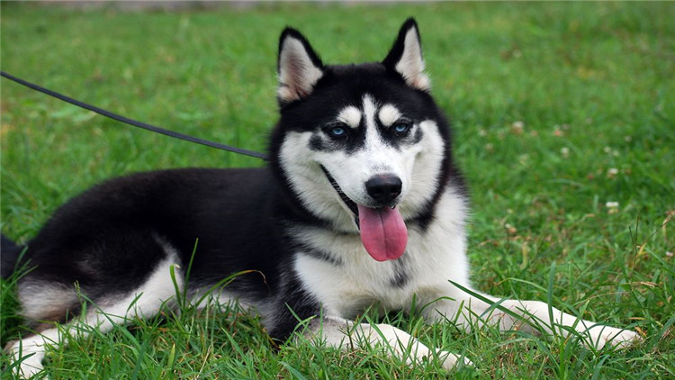 狗狗怀孕多少天可以看出怀了几只,怎么判断狗狗是否怀孕初期症状