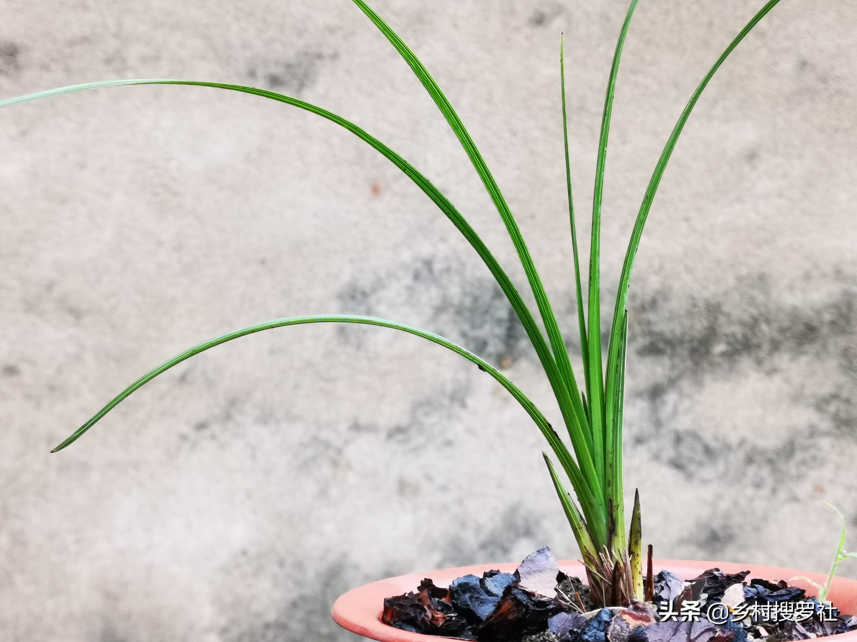 兰花上盆后怎样判断它服盆成活了,冬季新买的兰花怎么处理才能上盆