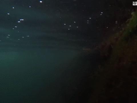 外媒曝光了挪威三文鱼养殖真相吗,挪威三文鱼养殖环境恶劣新闻