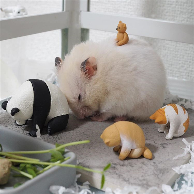 如果仓鼠是星期鼠有办法补救吗,仓鼠有一段时间睡眠不足怎么办