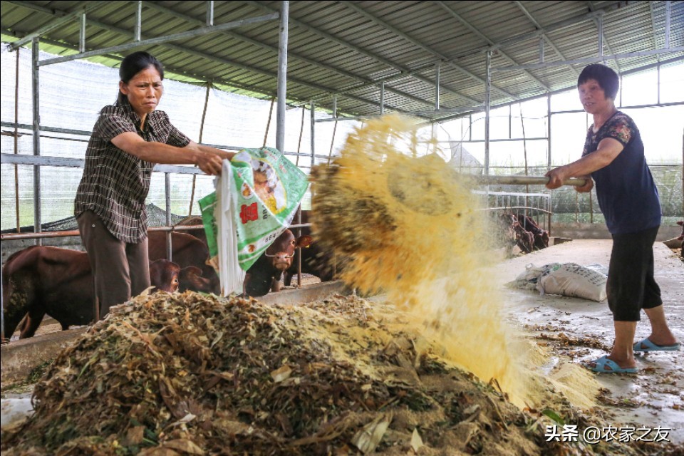 广西河池大化养牛,广西大化瑶族自治县养牛场