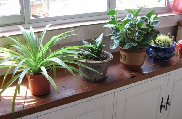 家里装修什么绿植除甲醛,大盆栽植物室内除甲醛