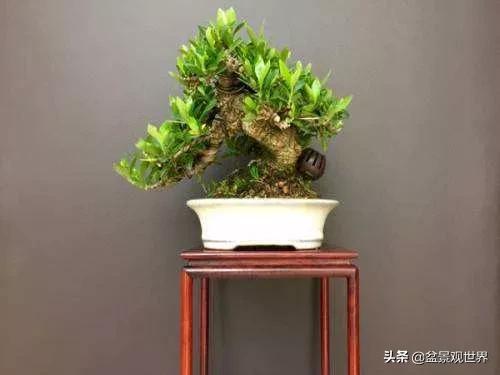 栀子花盆景叶子变黄,栀子花盆景黑叶怎么补救