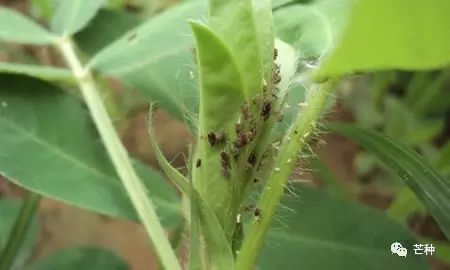 花生高产栽培技术视频,种花生到收花生的所有过程