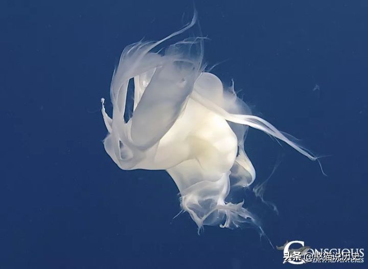 海洋里的哺乳动物是怎么哺乳的,海洋哺乳动物怎么喝水