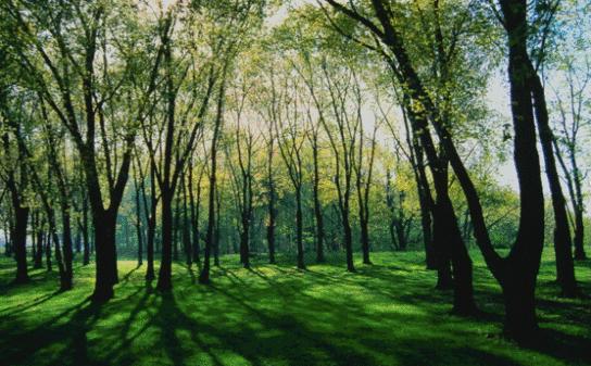 通州最新森林公园,通州南部公园