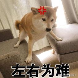 体育新星创作营评选,体育新星创作营