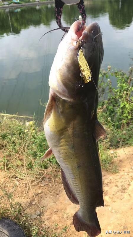 钓鲶鱼技巧鲶鱼在什么地方活动,钓鲶鱼一般在哪个位置好钓