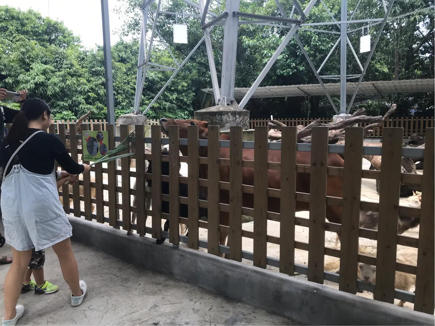 长隆飞鸟乐园拍鸟攻略,广州长隆飞鸟乐园可以摸哪些鸟