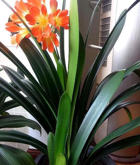 怎样让君子兰快速生根,如何让君子兰快速生根